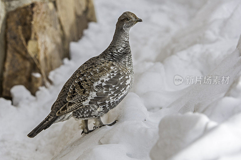 Dusky Grouse (Dendragapus obscurus)是一种森林松鸡，原产于北美黄石国家公园的落基山脉，怀俄明州。站在雪地上。